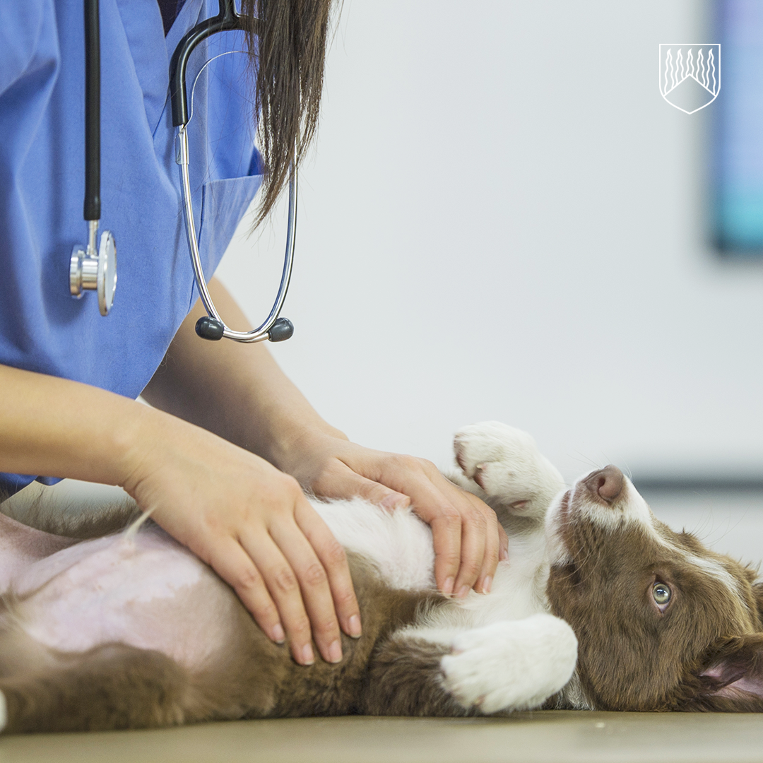 Eläinlääkäri sinisessä työasussa tutkii ruskeavalkoista koiranpentua, joka makaa selällään tutkimuspöydällä. Eläinlääkärillä on stetoskooppi kaulassa, ja kädet ovat koiran vatsan päällä. Taustalla näkyy epätarkka seinä ja pieni osa näytöstä.